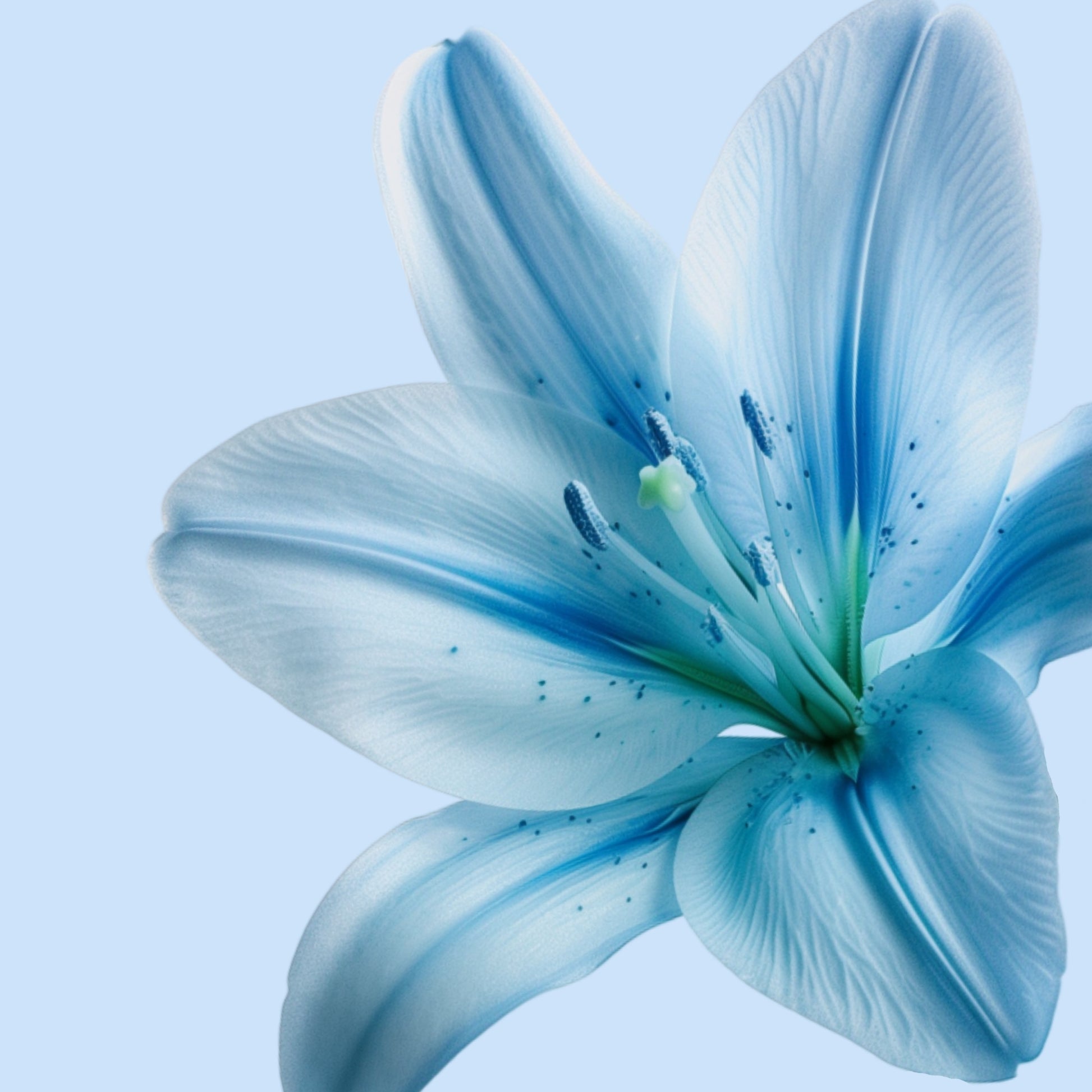 Clear Skies - Floral Magsafe iPhone Case Phone Case-aesthetic phone case-shockproof phone case-cute phone case-designer phone case-elegant phone case-luxury phone case-phone accessories-fashion accessory