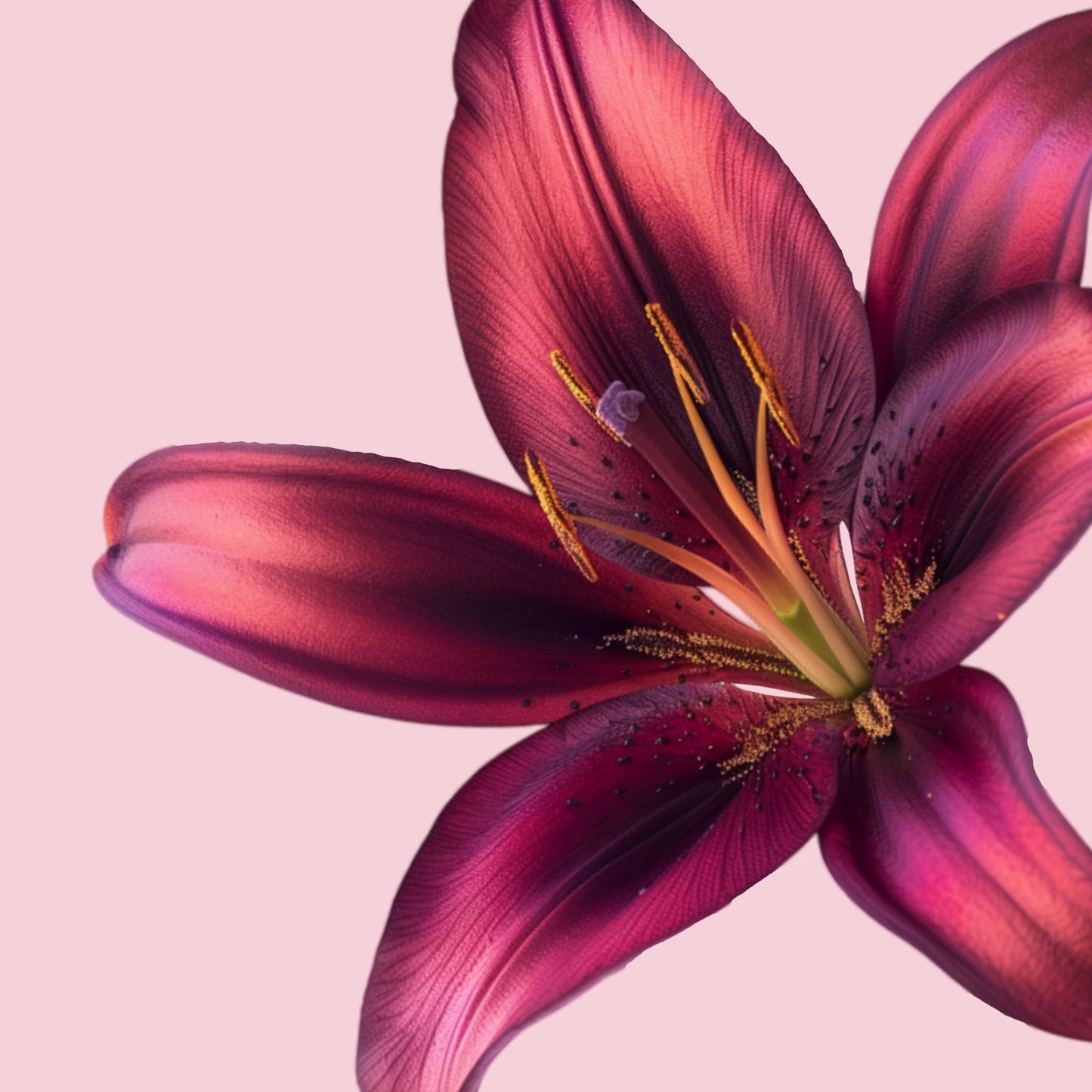 Quiet Confidence - Floral Magsafe iPhone Case Phone Case-aesthetic phone case-shockproof phone case-cute phone case-designer phone case-elegant phone case-luxury phone case-phone accessories-fashion accessory