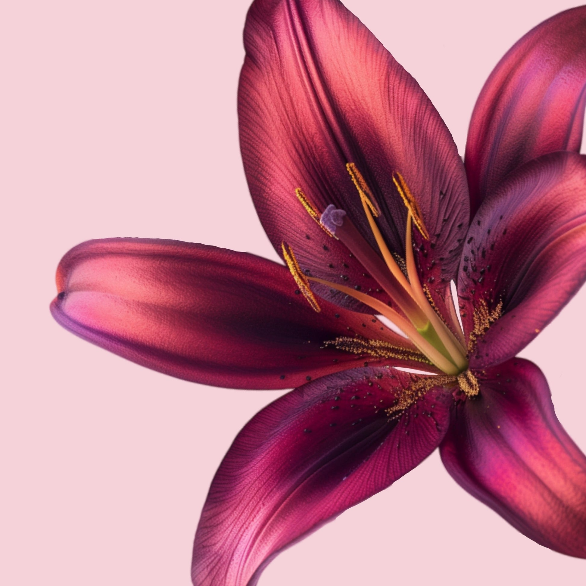 Quiet Confidence - Floral Magsafe iPhone Case Phone Case-aesthetic phone case-shockproof phone case-cute phone case-designer phone case-elegant phone case-luxury phone case-phone accessories-fashion accessory