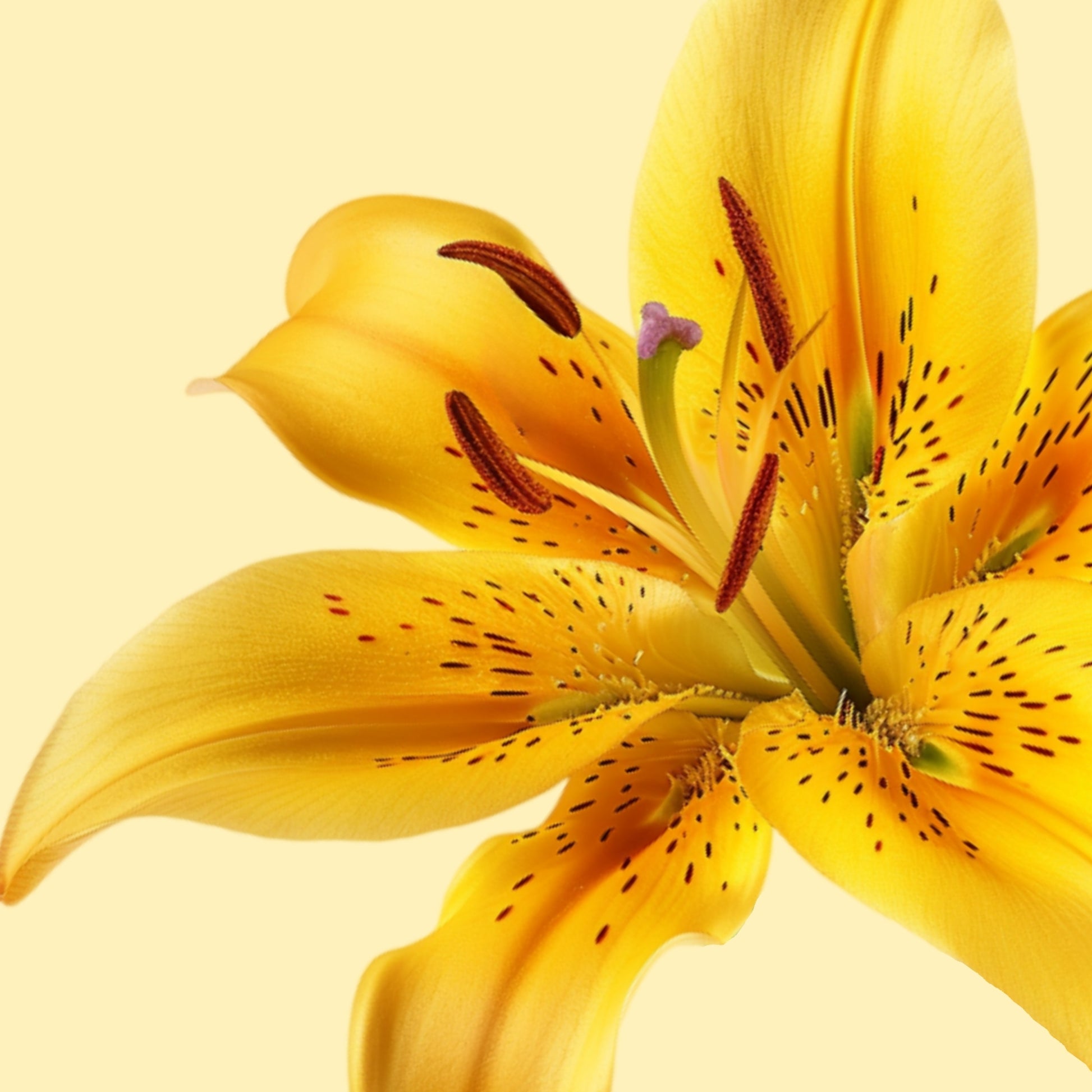 Bliss - Floral Magsafe iPhone Case Phone Case-aesthetic phone case-shockproof phone case-cute phone case-designer phone case-elegant phone case-luxury phone case-phone accessories-fashion accessory